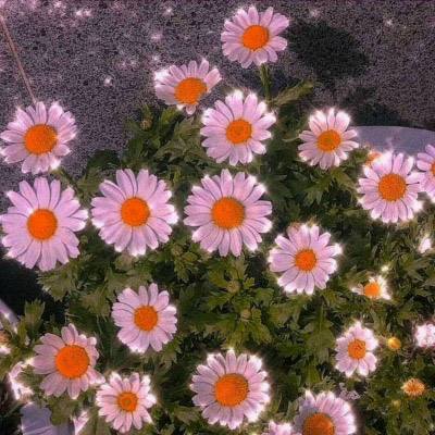 从餐桌到工厂：曼奈柯斯携手泰森...